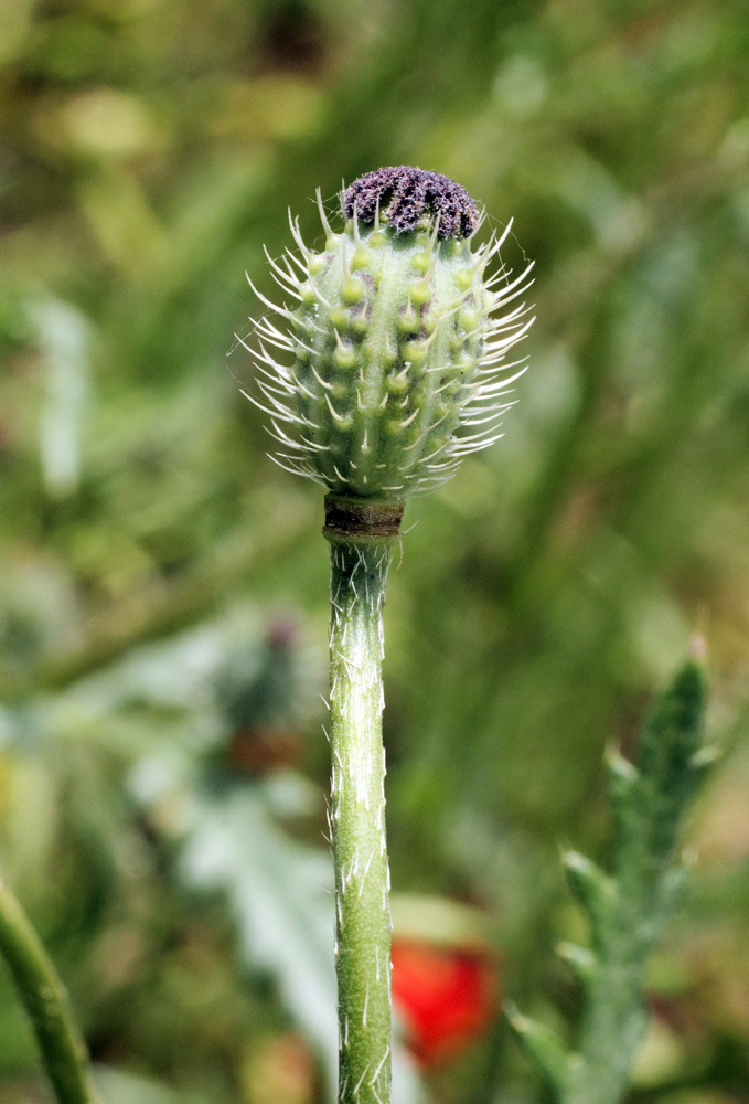 Image of Papaver pavoninum specimen.