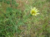 Tragopogon dubius