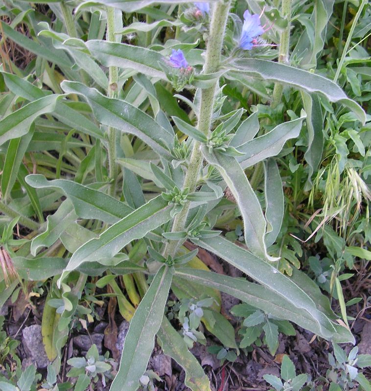 Изображение особи Echium vulgare.