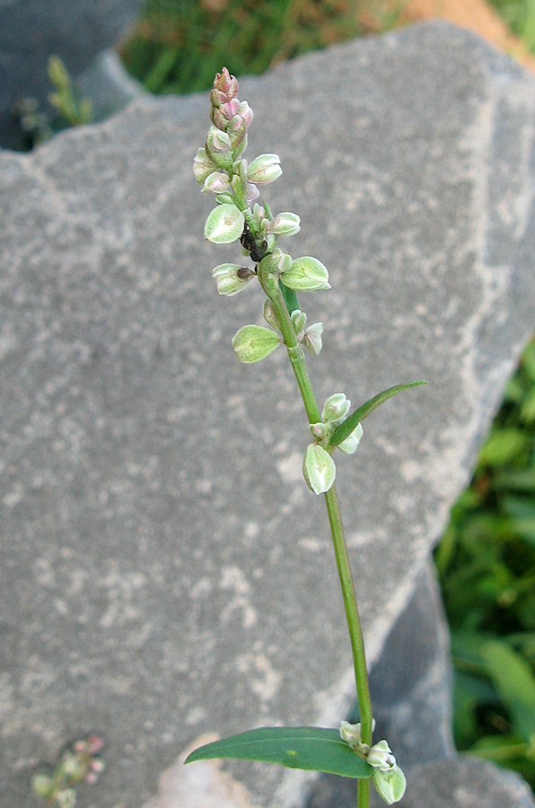 Image of Fallopia convolvulus specimen.