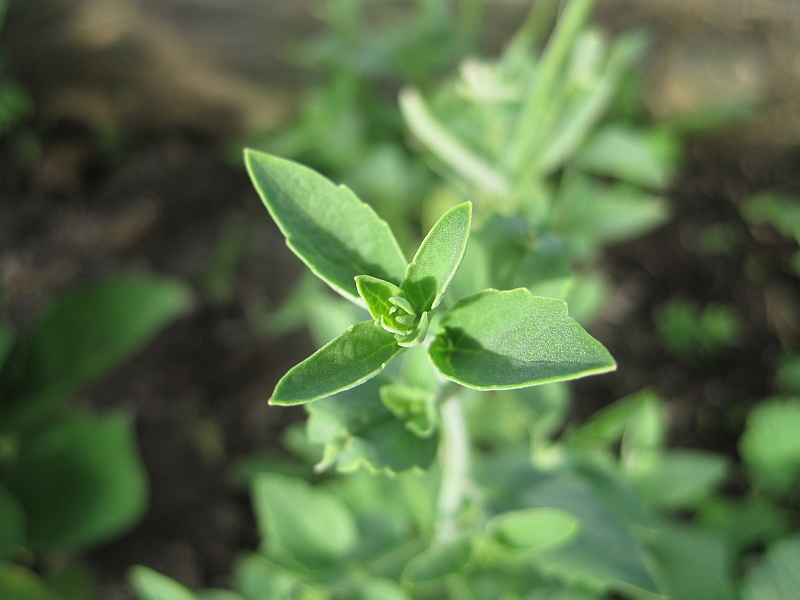 Image of genus Agastache specimen.