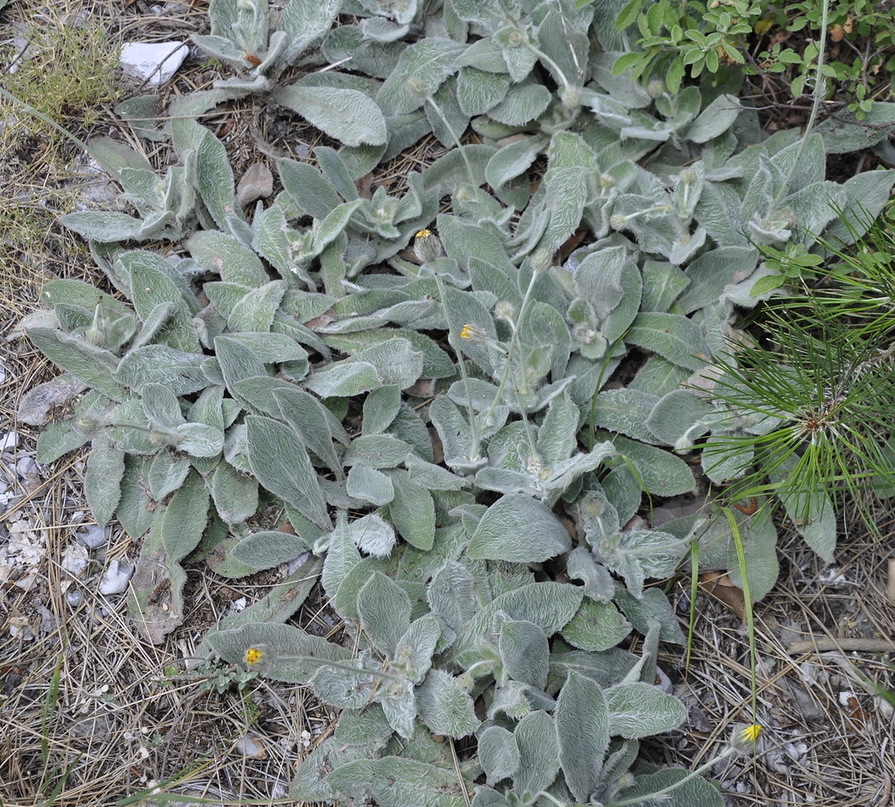 Image of genus Hieracium specimen.