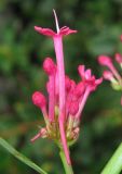 Centranthus ruber. Часть соцветия. Крым, окр. Ялты, Никитский сад, в культуре. 3 июля 2013 г.