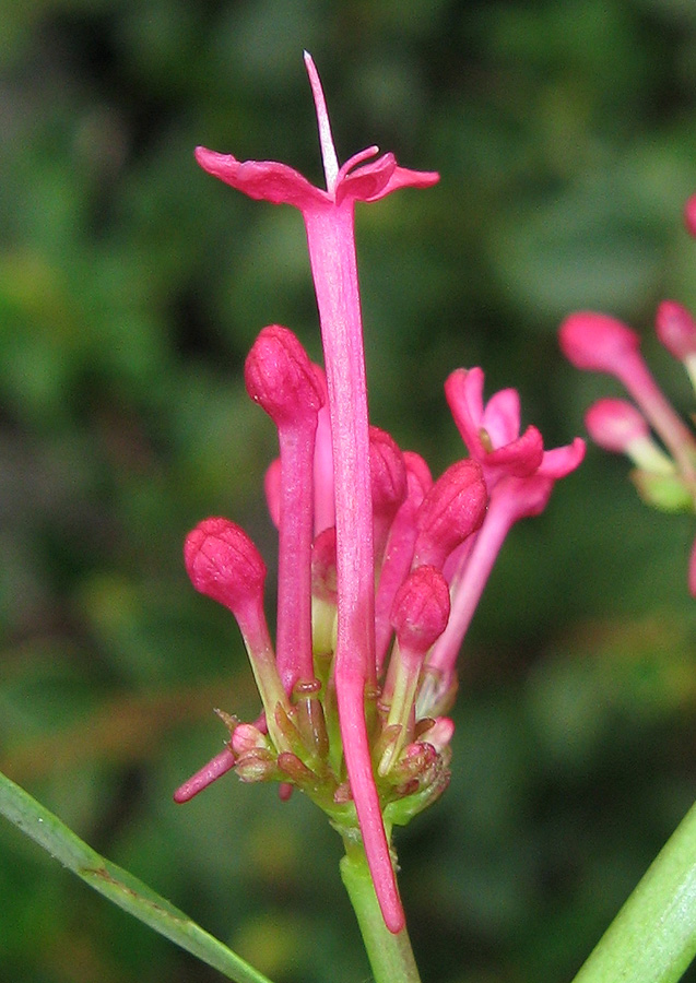 Image of Centranthus ruber specimen.