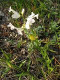 Polygala major