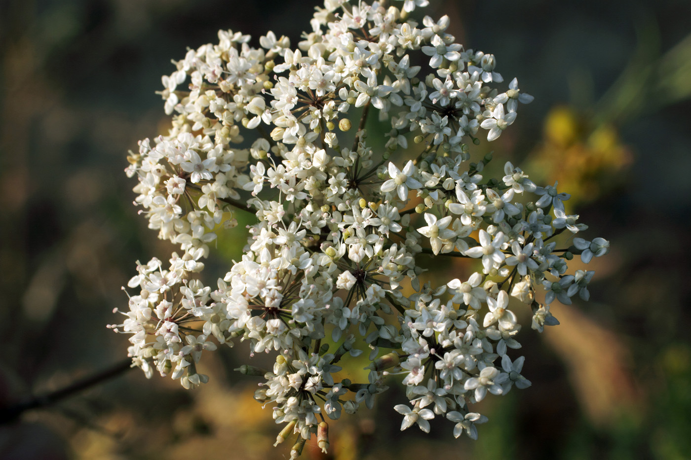 Image of Oedibasis apiculata specimen.