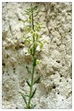 Matthiola fragrans