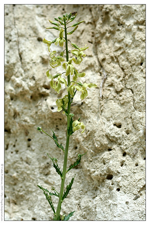 Изображение особи Matthiola fragrans.