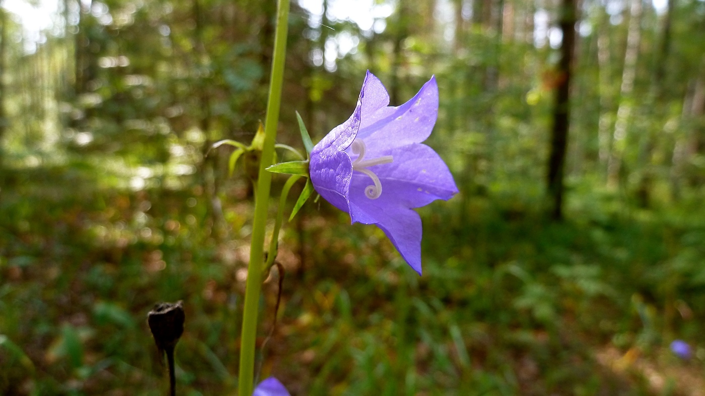 Image of Campanula persicifolia specimen.