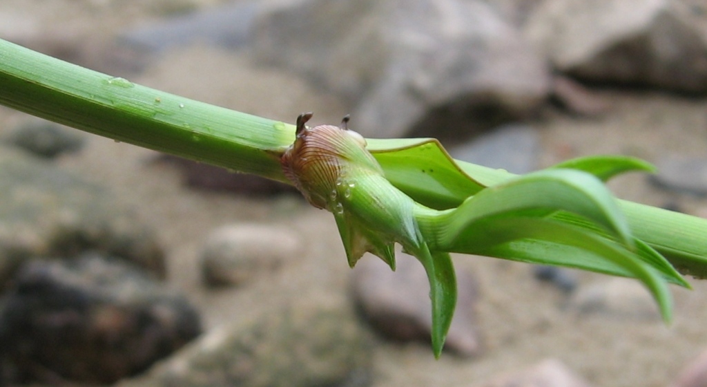 Image of Scirpus radicans specimen.