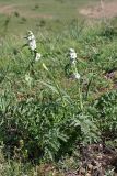 Phlomoides speciosa. Зацветающие растения. Южный Казахстан, хр. Боролдайтау, ущ. Кенозен. 22.04.2013.