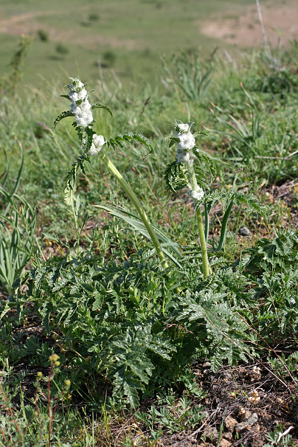 Image of Phlomoides speciosa specimen.