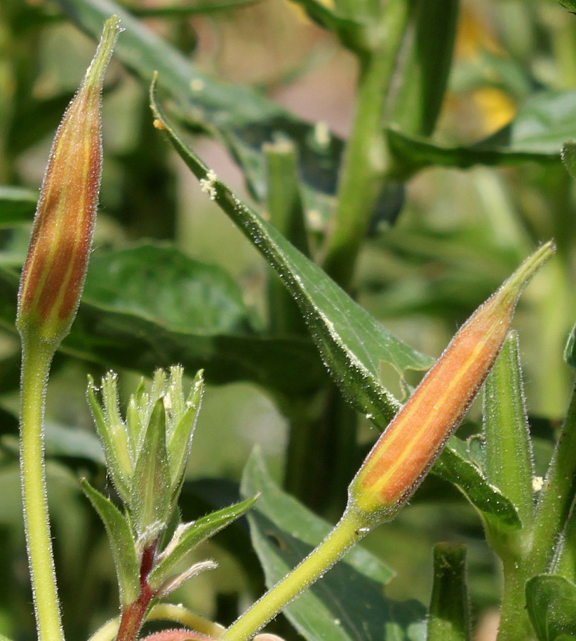 Image of Oenothera glazioviana specimen.