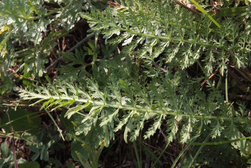 Image of Achillea inundata specimen.