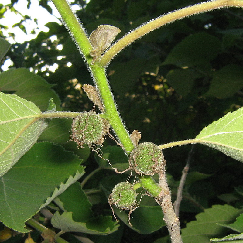 Изображение особи Broussonetia papyrifera.