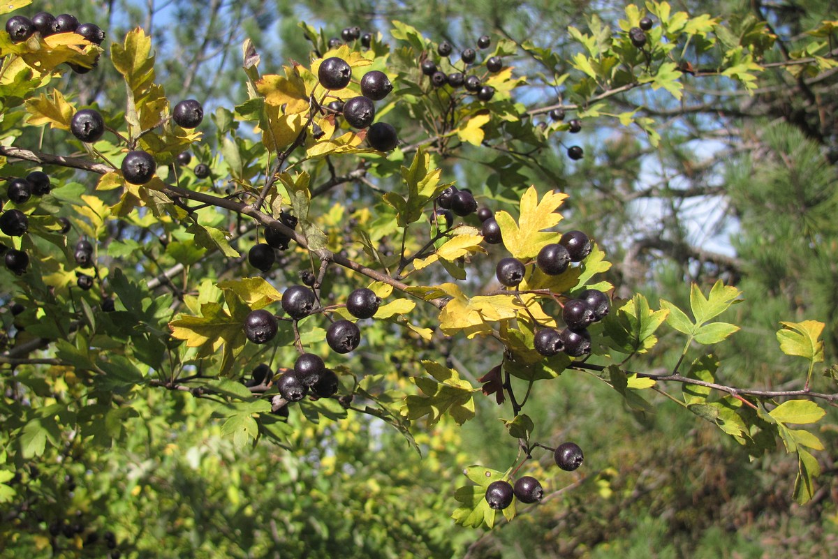 Изображение особи Crataegus pentagyna.