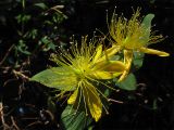 Hypericum grandifolium. Цветки. Испания, Канарские острова. Тенерифе, горный массив Анага, на опушке вересково-мирикового леса. 7 марта 2008 г.