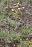 Ligularia narynensis. Цветущее растение. Южный Казахстан, Заилийский Алатау, выше Чимбулака, 2200 м н.у.м. 01.07.2013.