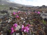 Rhododendron camtschaticum subspecies glandulosum. Аспект цветущих растений в кустарничково-лишайниковой тундре. Чукотский автономный округ, Чукотский р-н, окр. села Лорино. 27 июня 2013 г.