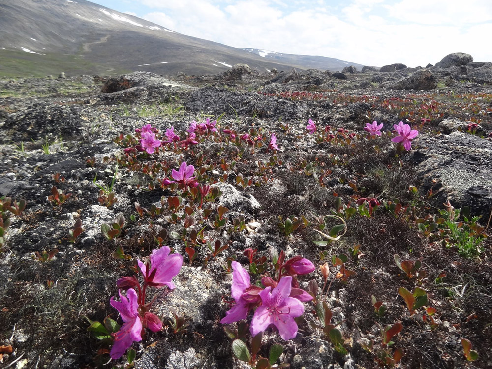 Изображение особи Rhododendron camtschaticum ssp. glandulosum.