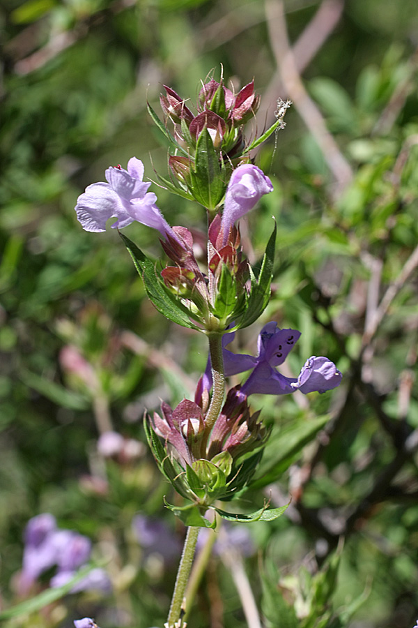 Image of Dracocephalum integrifolium specimen.