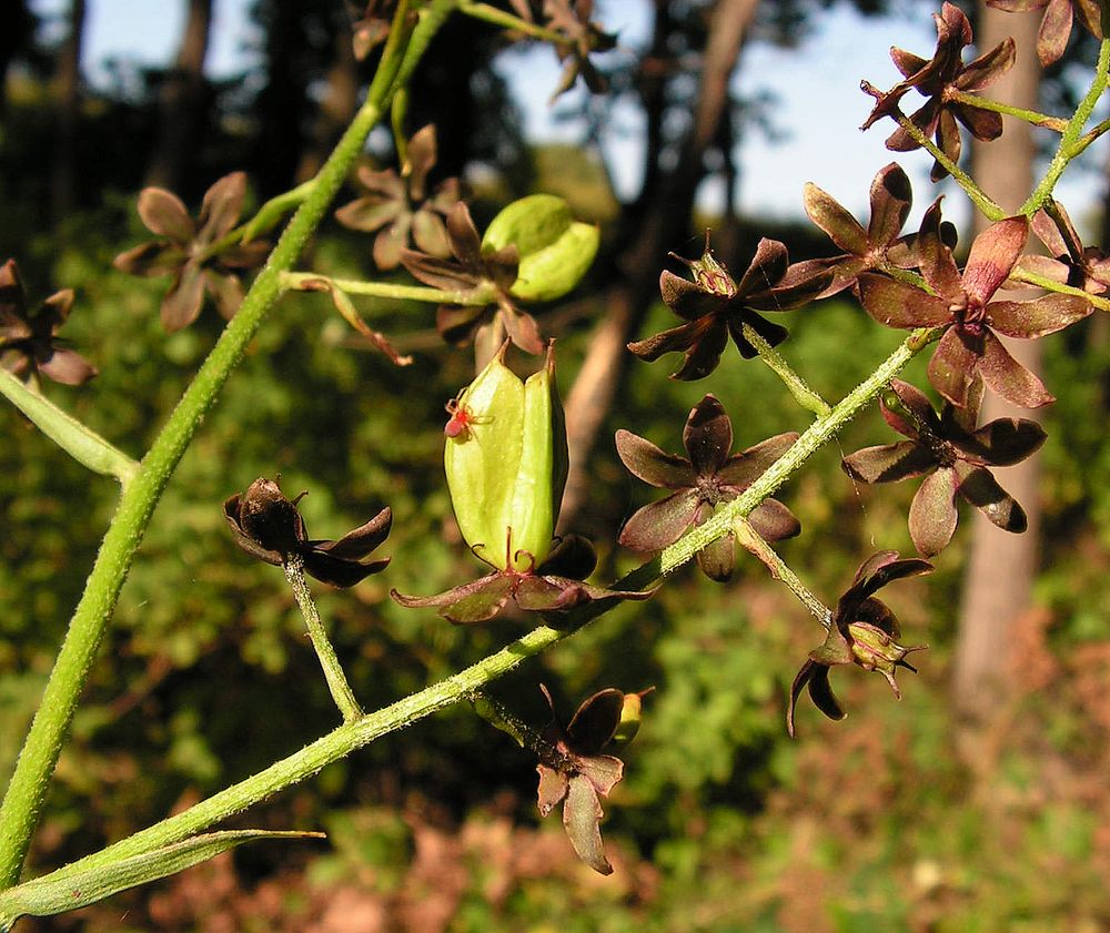 Изображение особи Veratrum maackii.