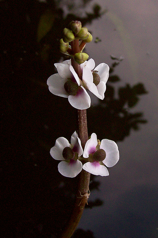 Image of Sagittaria sagittifolia specimen.