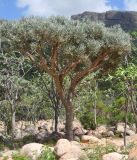Euphorbia arbuscula. Взрослое дерево. Сокотра, вади Айхафт. 05.01.2014.