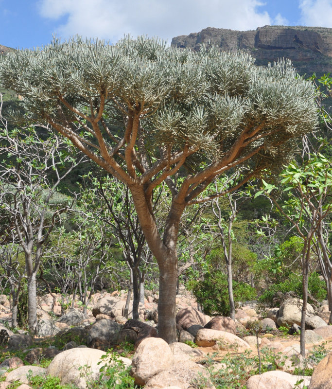 Image of Euphorbia arbuscula specimen.