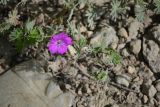 Geranium sanguineum