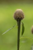 familia Asteraceae. Верхушка побега с нераскрывшимся соцветием. Соловецкие о-ва, Бот. сад. Макарьевская пустынь. 08.08.2013.