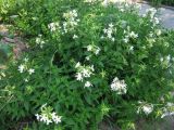 Saponaria officinalis