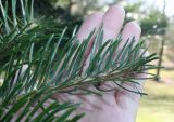 genus Abies. Побег. Германия, г. Дюссельдорф, Ботанический сад университета. 10.03.2014.