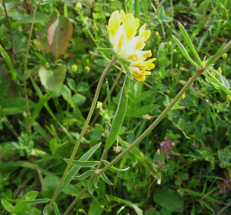 Image of Anthyllis carpatica specimen.