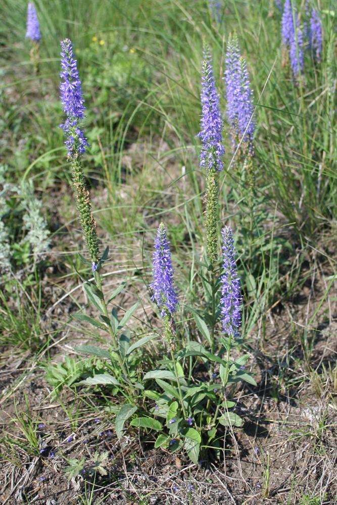 Image of Veronica spicata specimen.