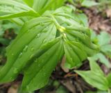 род Polygonatum