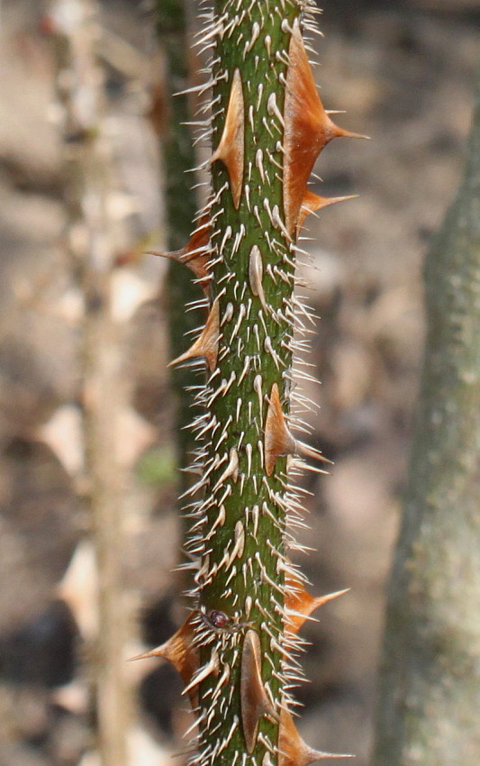 Изображение особи Rosa omeiensis f. pteracantha.