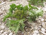 Crambe maritima