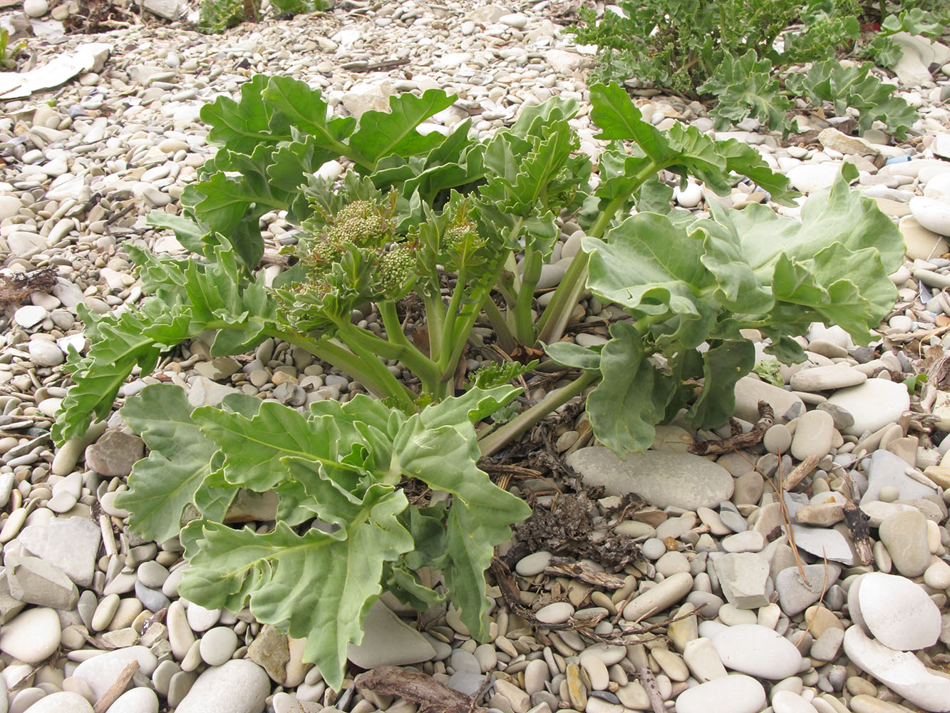 Изображение особи Crambe maritima.