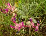 Astragalus vesicarius var. albidus