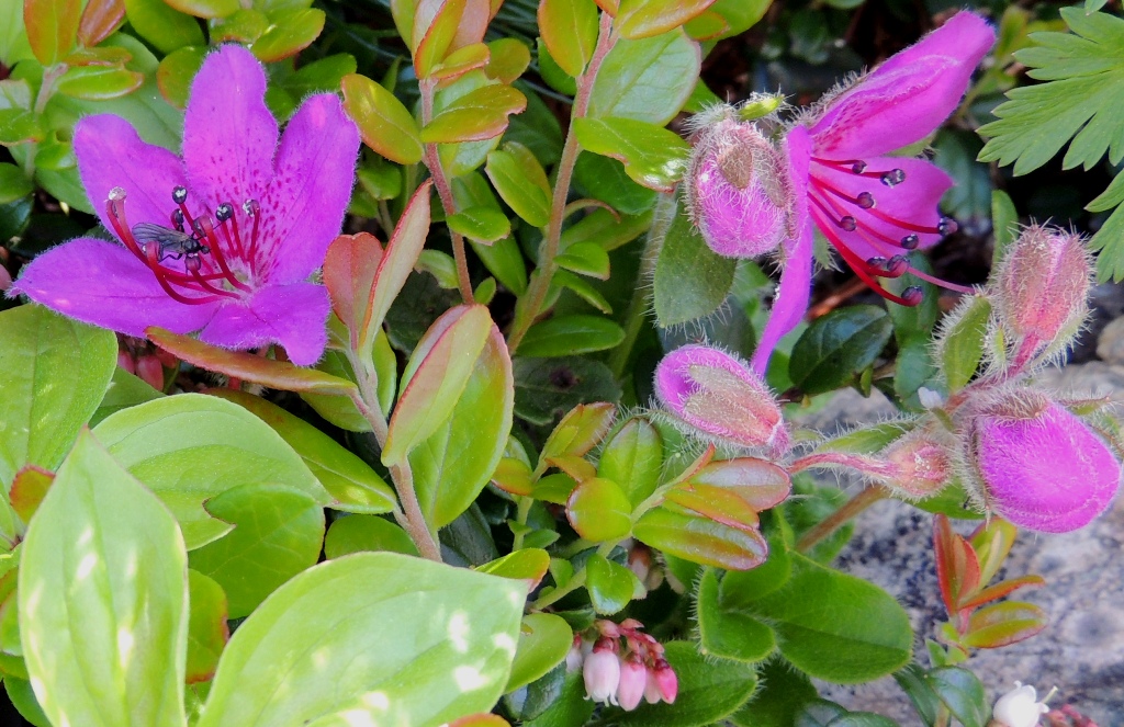 Image of Rhododendron camtschaticum specimen.