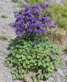 род Aquilegia. Цветущее и плодоносящее растение. Германия, г. Дюссельдорф, Ботанический сад университета. 04.05.2014.