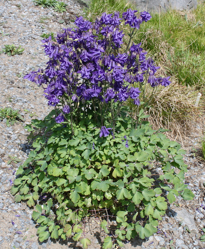 Image of genus Aquilegia specimen.