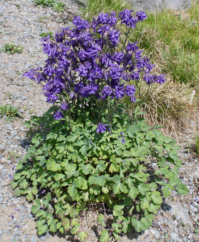 Изображение особи род Aquilegia.