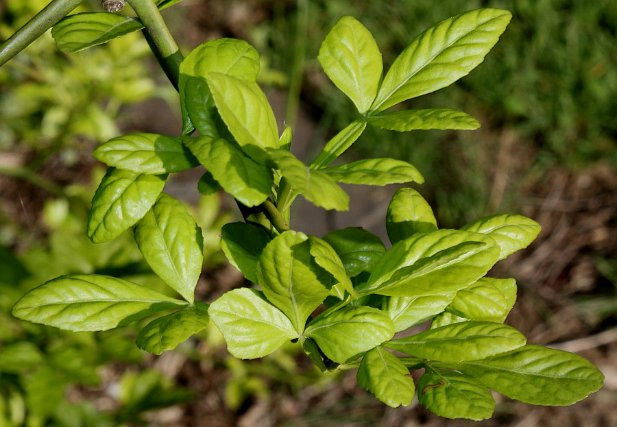 Изображение особи Poncirus trifoliata.