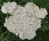 Achillea grandifolia