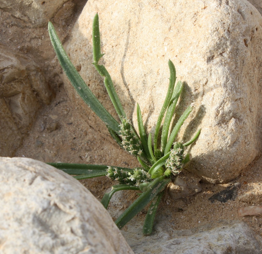 Image of Plantago crypsoides specimen.