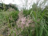 Tamarix ramosissima. Цветущий кустарник. Ставропольский край, станица Курская, пойменный лес р. Кура. 03.06.2014.