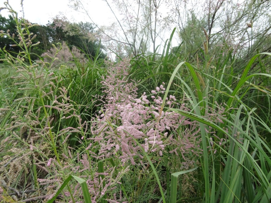 Image of Tamarix ramosissima specimen.