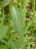 Rhinanthus vernalis